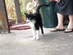 Found/Stray Female Cat last seen SR 415, Osteen, FL 32764