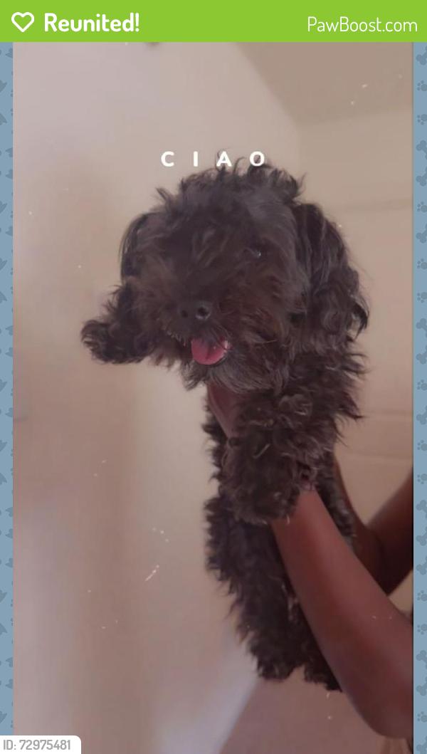 Reunited Female Dog last seen W.j boaz and base dr, Fort Worth, TX 76179