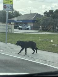 Found/Stray Unknown Dog last seen Raceway, 183rd Miami Gardens Dr and NE 7th ave, walking west, Miami Gardens, FL 33169
