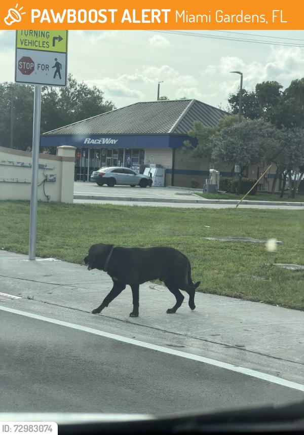 Found/Stray Unknown Dog last seen Raceway, 183rd Miami Gardens Dr and NE 7th ave, walking west, Miami Gardens, FL 33169
