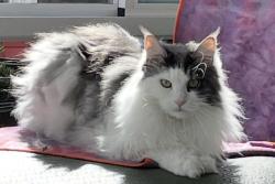 Reunited Female Cat last seen Northwood drive, Alameda, CA 94501