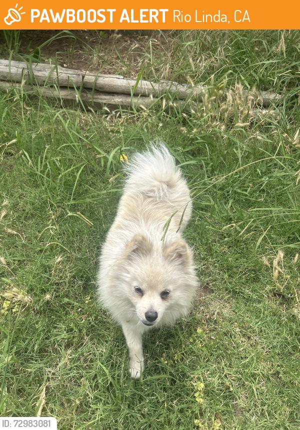 Found/Stray Male Dog last seen 7th st, Rio Linda, CA 95673