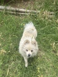 Found/Stray Male Dog last seen 7th st, Rio Linda, CA 95673