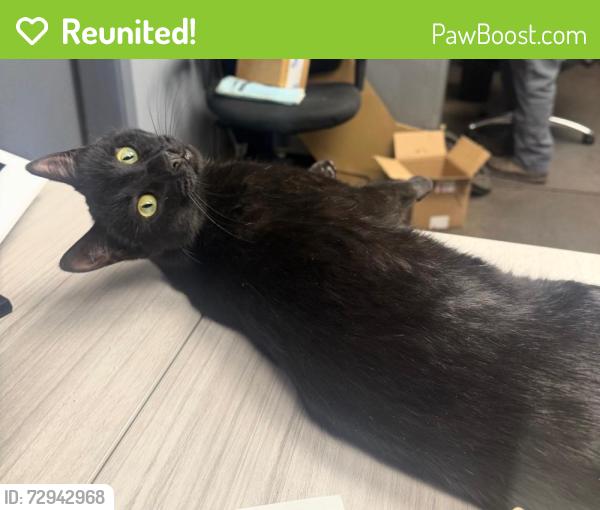 Reunited Male Cat last seen Glendale, Sparks NV , Sparks, NV 89431