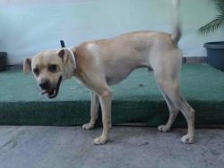 Shelter Stray Male Dog last seen , 4275 Elton St, Baldwin Park, CA 91706, USA