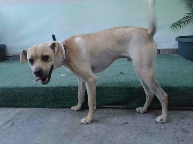 Shelter Stray Male Dog last seen , 4275 Elton St, Baldwin Park, CA 91706, USA