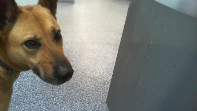Shelter Stray Male Dog last seen CHARLOTTE, 8315 Byrum Dr, Charlotte, NC 28217, USA