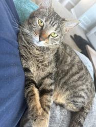 Lost Female Cat last seen 114th between Hwy 370 and Schram Road, Papillion, NE 68046