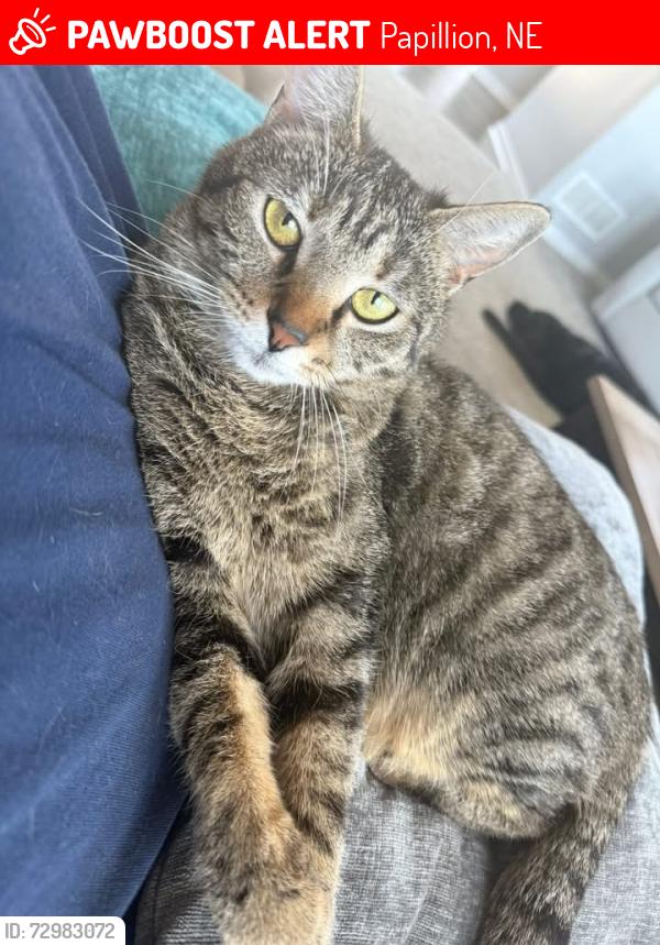 Lost Female Cat last seen 114th between Hwy 370 and Schram Road, Papillion, NE 68046
