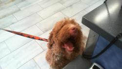 Shelter Stray Male Dog last seen CHARLOTTE, 8315 Byrum Dr, Charlotte, NC 28217, USA