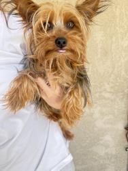 Reunited Female Dog last seen Near N Acacia St, Inglewood, CA 90302, USA, Inglewood, CA 90302