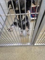 Shelter Stray Male Dog last seen Near BLOCK S 3200 W, WEST VALLEY CITY UT 84119, 4522 W 3500 S, West Valley City, UT 84120, USA