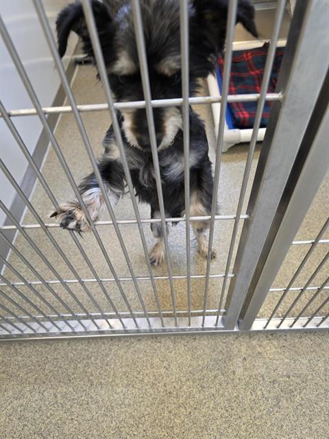 Shelter Stray Male Dog last seen Near BLOCK S 3200 W, WEST VALLEY CITY UT 84119, 4522 W 3500 S, West Valley City, UT 84120, USA