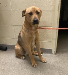 Shelter Stray Male Dog last seen Near BLOCK S REDWOOD RD, WEST VALLEY CITY UT 84123, 4522 W 3500 S, West Valley City, UT 84120, USA