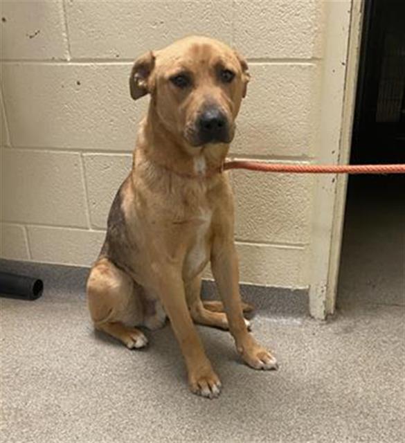 Shelter Stray Male Dog last seen Near BLOCK S REDWOOD RD, WEST VALLEY CITY UT 84123, 4522 W 3500 S, West Valley City, UT 84120, USA