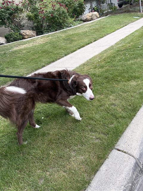Shelter Stray Female Dog last seen Near BLOCK S ROSEHAVEN CT, WEST VALLEY CITY UT 84120, 4522 W 3500 S, West Valley City, UT 84120, USA