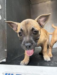 Shelter Stray Male Dog last seen Near BLOCK W LANCER WAY, WEST VALLEY CITY UT 84119, 4522 W 3500 S, West Valley City, UT 84120, USA