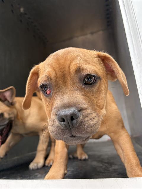Shelter Stray Male Dog last seen Near BLOCK W LANCER WAY, WEST VALLEY CITY UT 84119, 4522 W 3500 S, West Valley City, UT 84120, USA