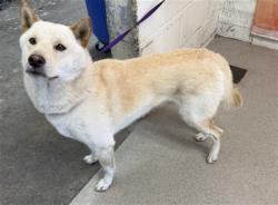 Shelter Stray Male Dog last seen Near BLOCK CENTRAL, 333 Chandler Pl, San Bernardino, CA 92408, USA