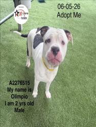 Shelter Stray Male Dog last seen , 1850 W 60th St, Los Angeles, CA 90047, USA