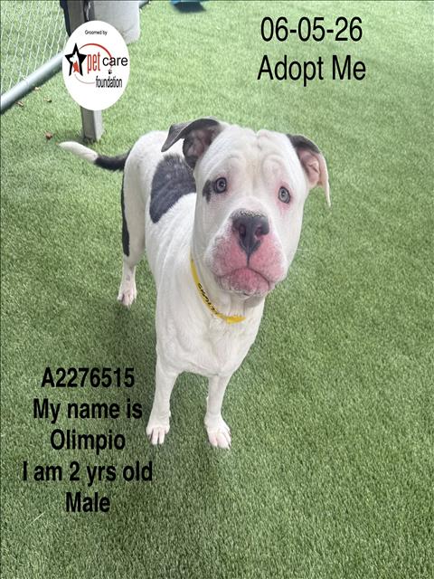 Shelter Stray Male Dog last seen , 1850 W 60th St, Los Angeles, CA 90047, USA