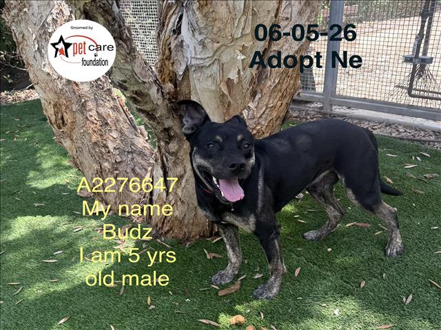 Shelter Stray Male Dog last seen , 1850 W 60th St, Los Angeles, CA 90047, USA
