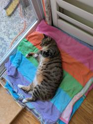 Reunited Female Cat last seen Caribbean Blvd in the Landings complex, West Palm Beach, FL 33407