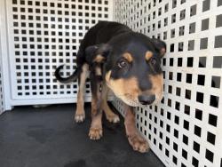 Shelter Stray Female Dog last seen Near BLOCK MARSHALL ST, PERRIS, CA, 6851 Van Buren Boulevard, Jurupa Valley, CA 92509, USA