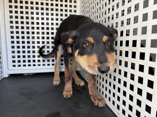 Shelter Stray Female Dog last seen Near BLOCK MARSHALL ST, PERRIS, CA, 6851 Van Buren Boulevard, Jurupa Valley, CA 92509, USA