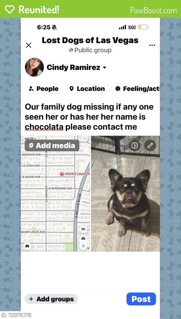 Reunited Female Dog last seen Wyoming , Las Vegas, NV 89104