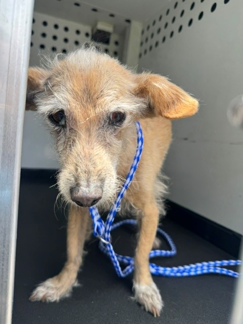 Shelter Stray Female Dog last seen Near BLK VISTA VERDE WY, BAKERSFIELD CA, Bakersfield, CA 93307