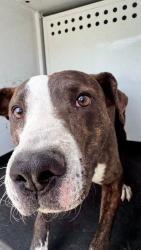 Shelter Stray Male Dog last seen Near BLOCK BENEVENTO, BAKERSFIELD, CA, Bakersfield, CA 93307