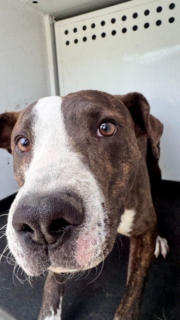 Shelter Stray Male Dog last seen Near BLOCK BENEVENTO, BAKERSFIELD, CA, Bakersfield, CA 93307