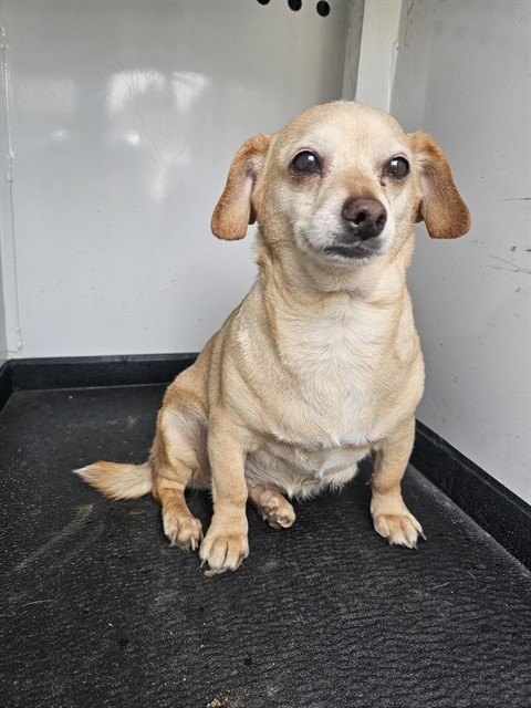 Shelter Stray Female Dog last seen Near BLK COLUMBUS ST,BAKERSFIELD,CA, Bakersfield, CA 93307