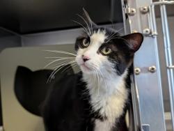 Shelter Stray Female Cat last seen , Camarillo, CA 93010