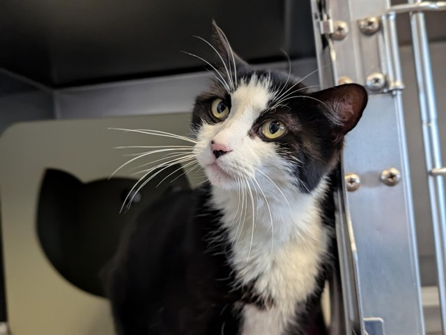 Shelter Stray Female Cat last seen , Camarillo, CA 93010