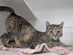 Shelter Stray Female Cat last seen , Camarillo, CA 93010