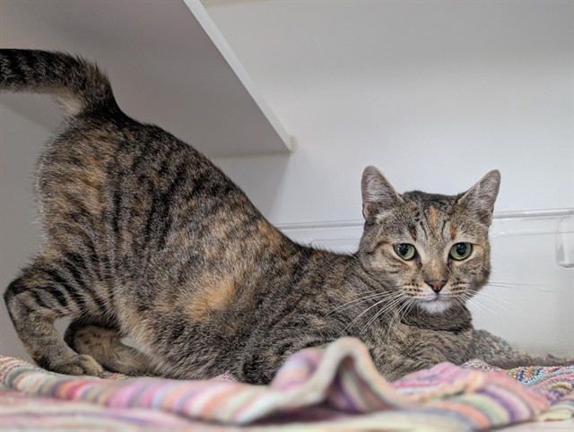 Shelter Stray Female Cat last seen , Camarillo, CA 93010