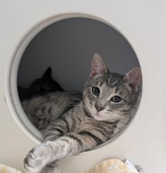Shelter Stray Male Cat last seen , Camarillo, CA 93010