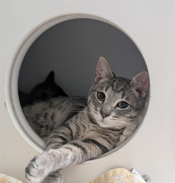 Shelter Stray Male Cat last seen , Camarillo, CA 93010