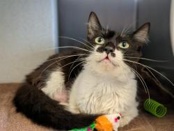 Shelter Stray Female Cat last seen , Camarillo, CA 93010