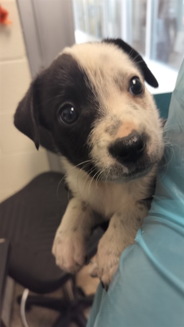 Shelter Stray Female Dog last seen Near BLOCK E EVANS AVE, PUEBLO CO 81004, 4600 Eagleridge Pl, Pueblo, CO 81008, USA