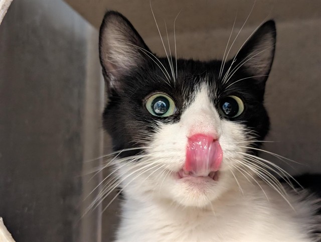 Shelter Stray Female Cat last seen , Camarillo, CA 93010