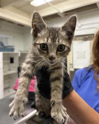 Shelter Stray Male Cat last seen , Camarillo, CA 93010