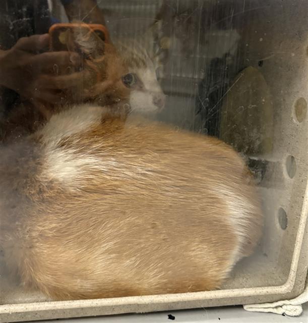 Shelter Stray Male Cat last seen , Camarillo, CA 93010