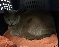 Shelter Stray Female Cat last seen , Camarillo, CA 93010