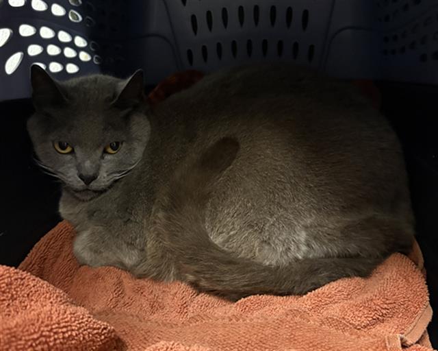 Shelter Stray Female Cat last seen , Camarillo, CA 93010