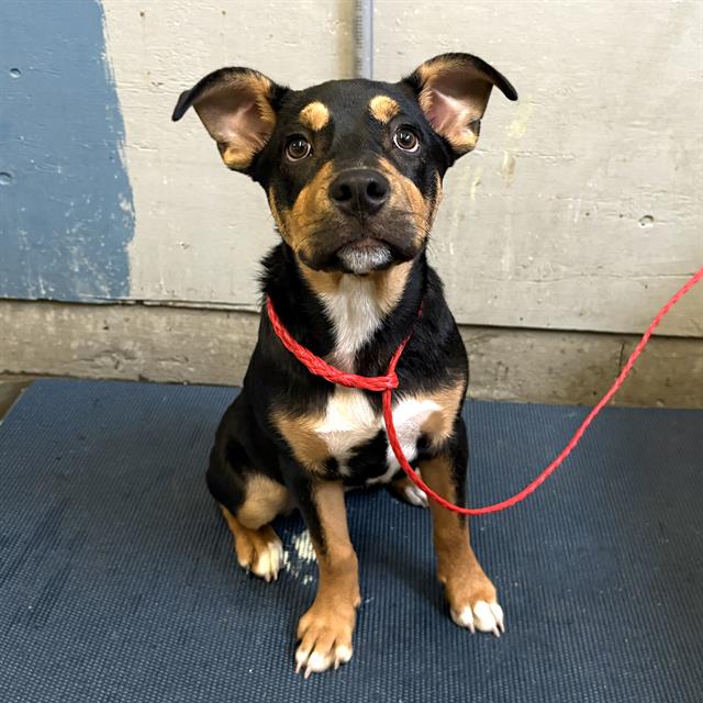 Shelter Stray Female Dog last seen , Camarillo, CA 93010