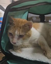 Shelter Stray Male Cat last seen Near BLOCK ALMANAC RD, TALLAHASSEE FL 32309, Tallahassee, FL 32311