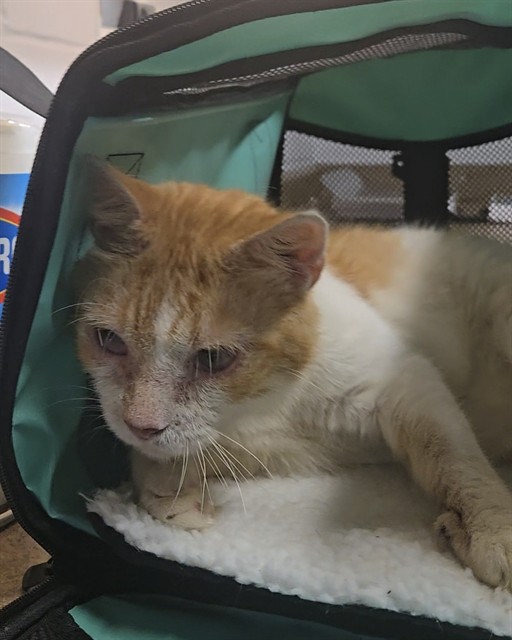 Shelter Stray Male Cat last seen Near BLOCK ALMANAC RD, TALLAHASSEE FL 32309, Tallahassee, FL 32311